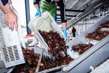 國聯(lián)水產(chǎn)湖南首個(gè)小龍蝦加工廠開業(yè)