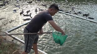 2000只小鴨苗下水記 老林的溫情守護